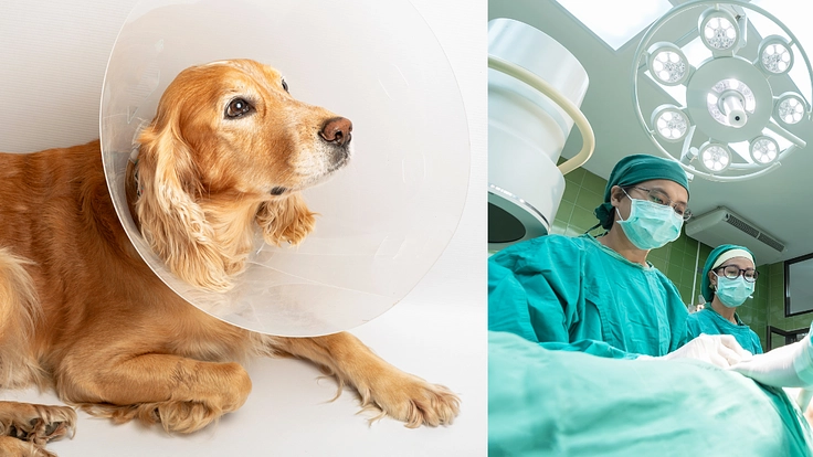 愛犬が子宮蓄膿症で緊急手術　同時に乳腺腫瘍を摘出 