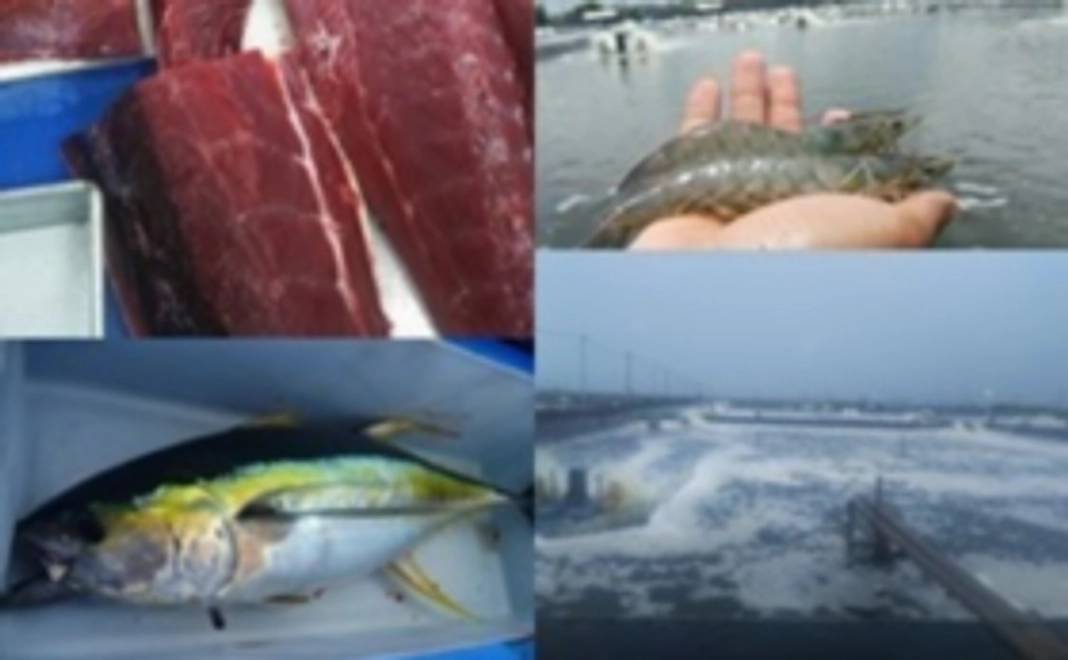 アチェ産バナメイエビ、アチェ産キハダマグロ