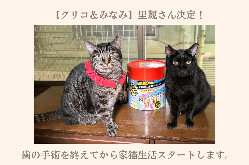 グリコ＆みなみ里親さん決定！歯の手術を終えてから家猫生活スタートします。【残り15日となりました。】