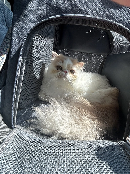 コハク血液検査行ってきました。