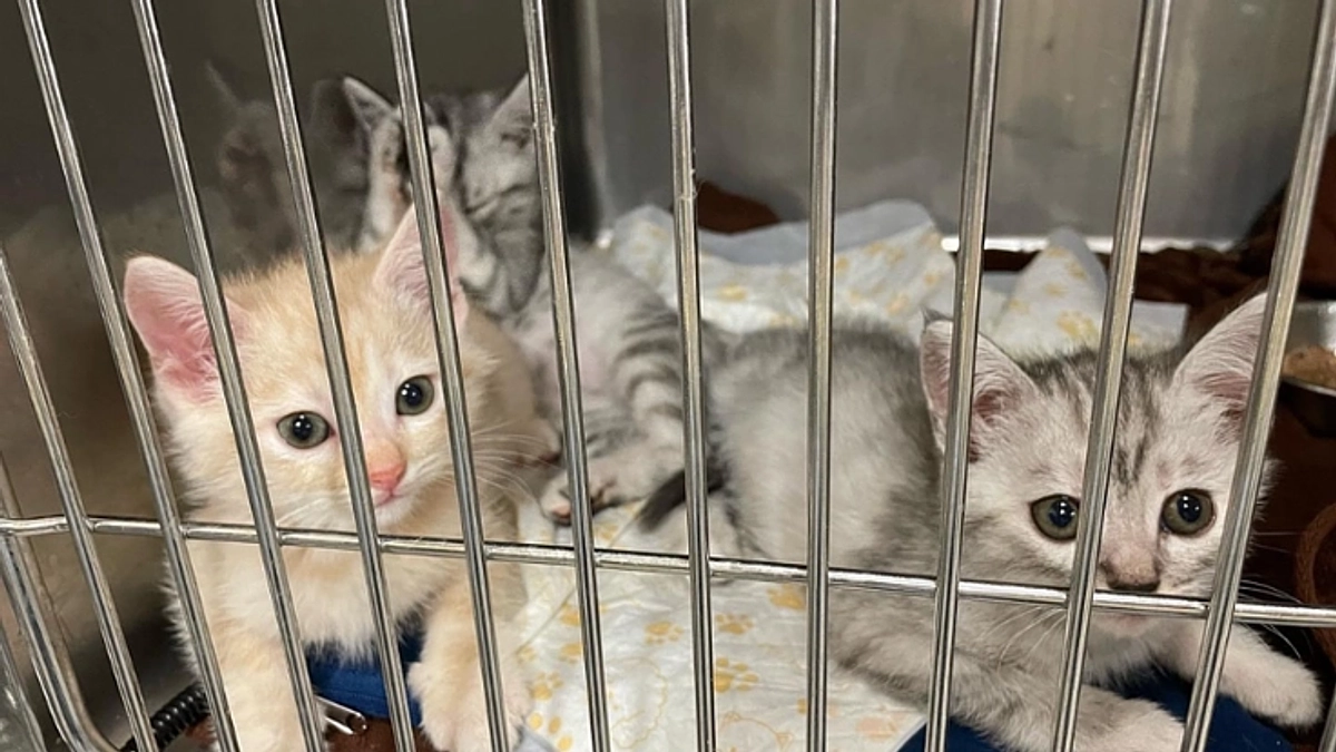 【あと19万円】尊敬するNPOわにゃんこ愛媛代表、倉瀬さんからの力強い応援に涙がでます！