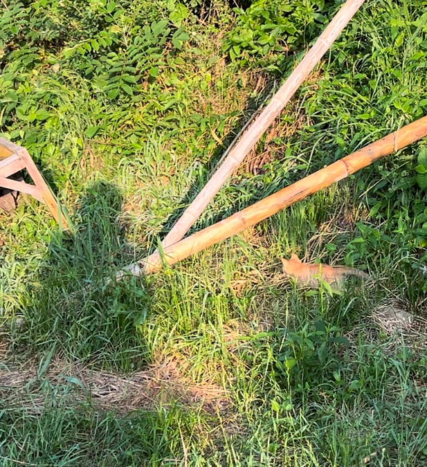 子猫がでてきました