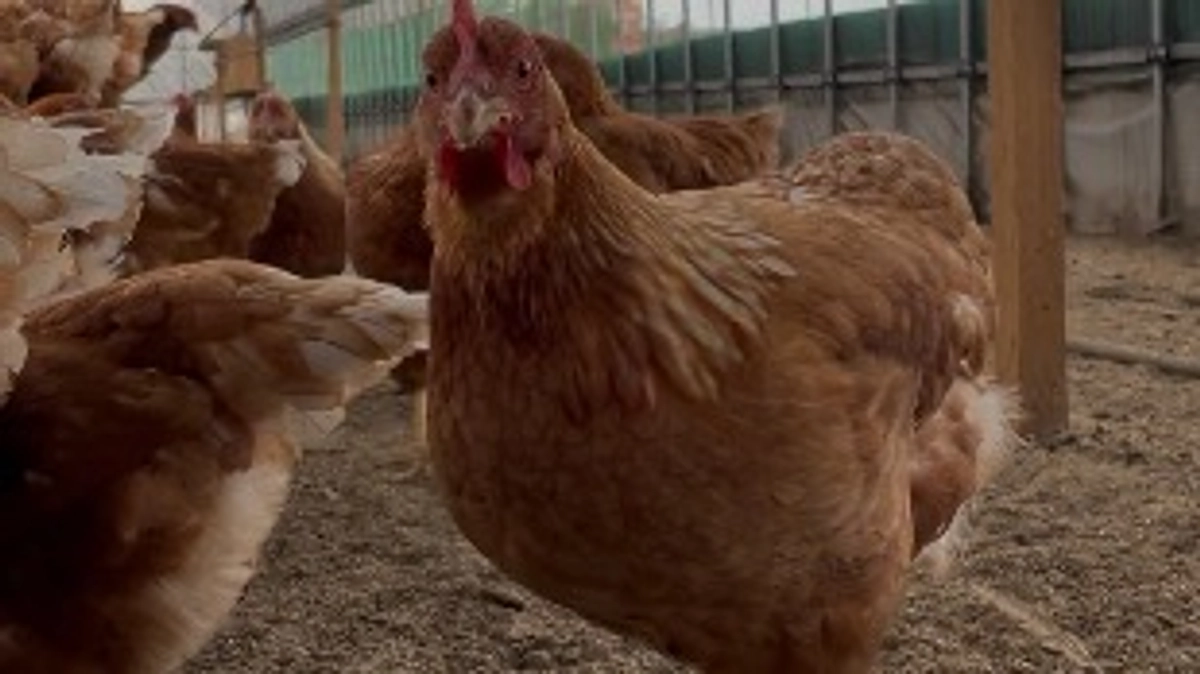 ありがとうございます。