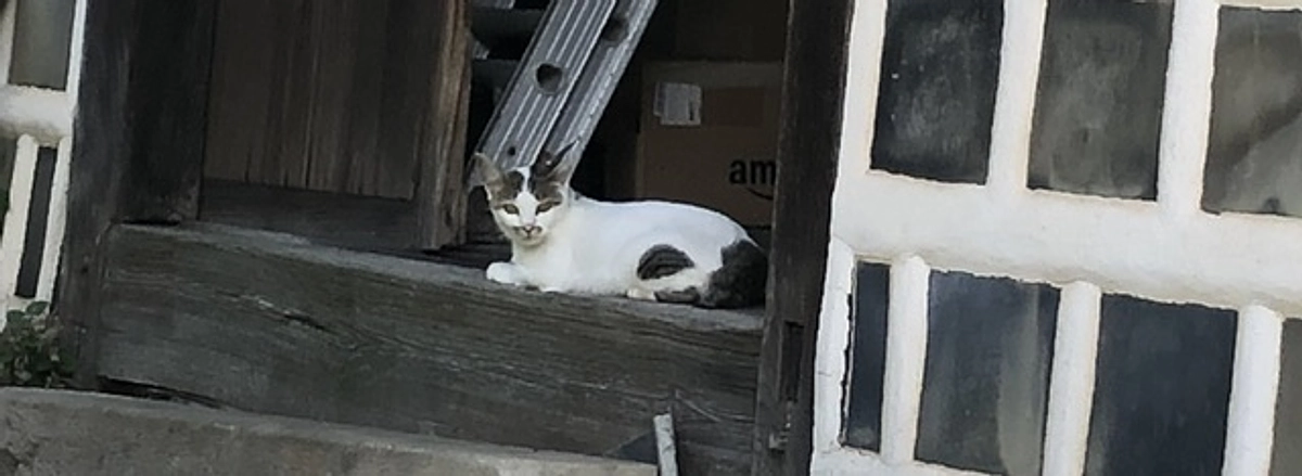 避妊去勢手術は来週以降になります