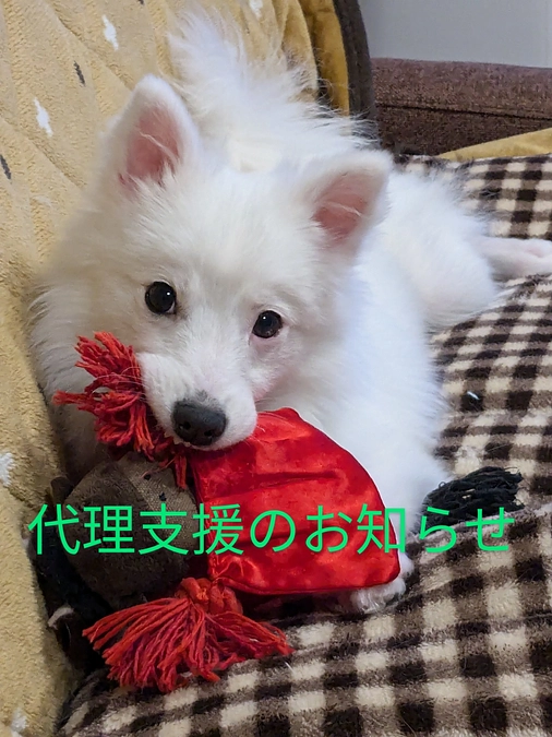 “代理支援”について 〜インターネットでのご支援が難しい方へ〜