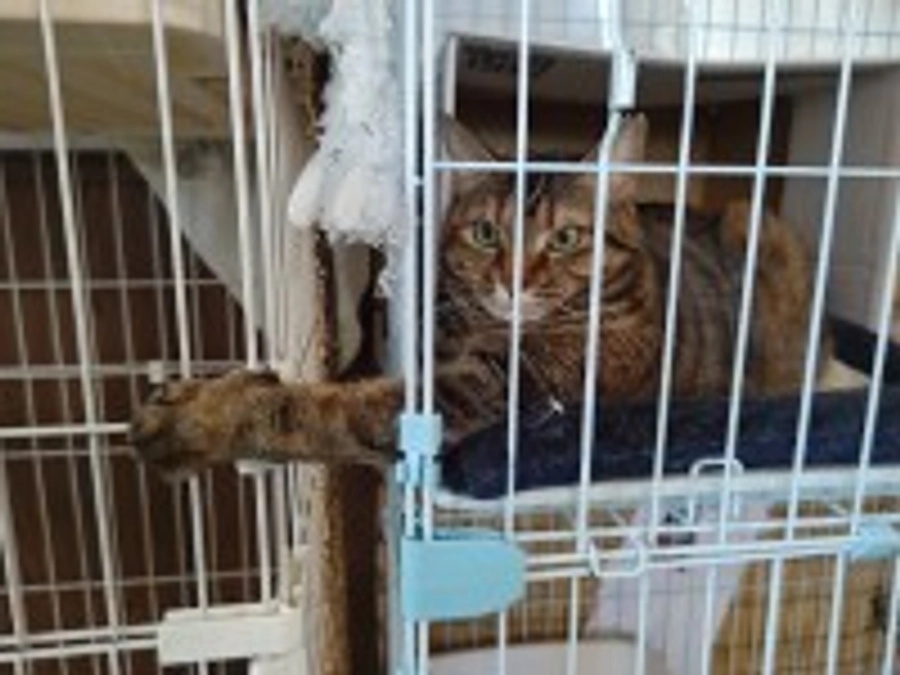 【続編】新さん、とらみちゃん、ストーリー