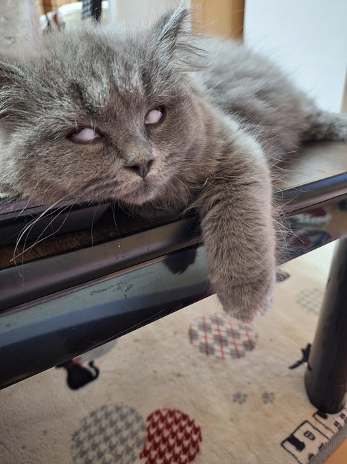 ポンちゃんの寝顔❣️