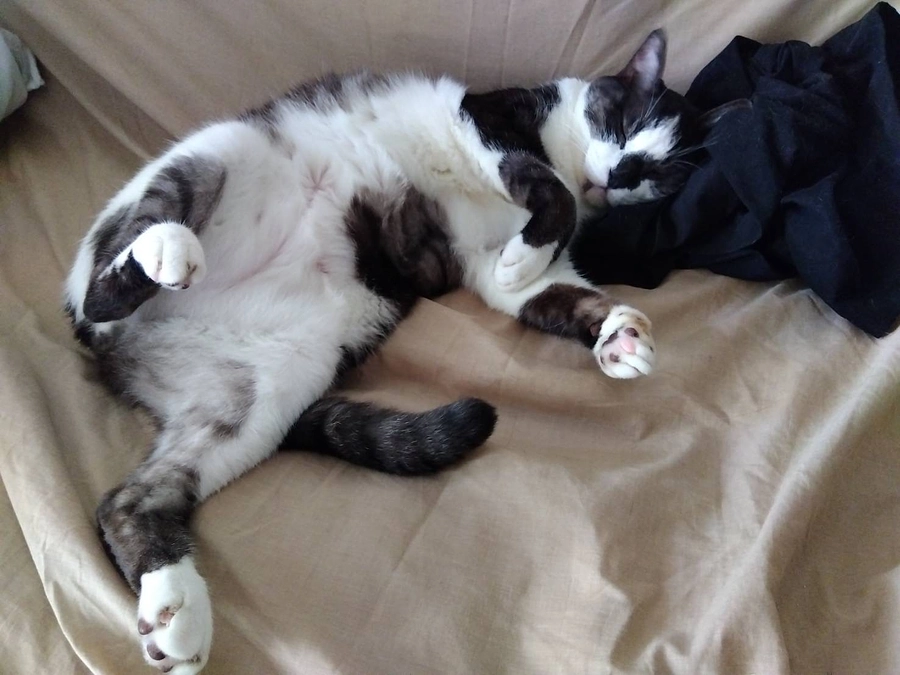 りゅうじ、ともよ兄妹