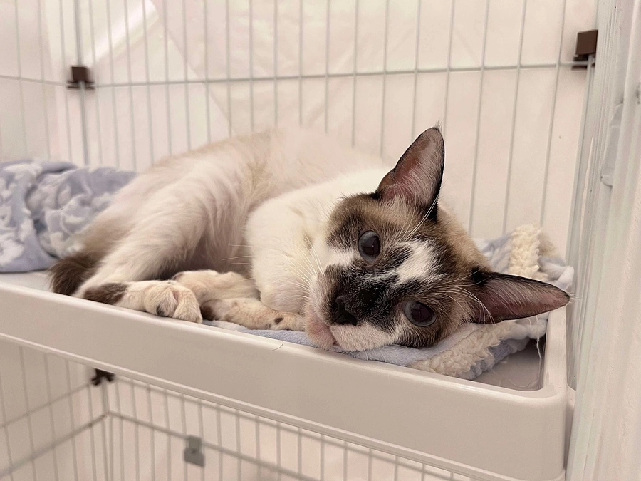 この猫は悪性腫瘍かも、と県職員。どうか幸運に恵まれるようラッキーとその場で命名し、我々と東京へ