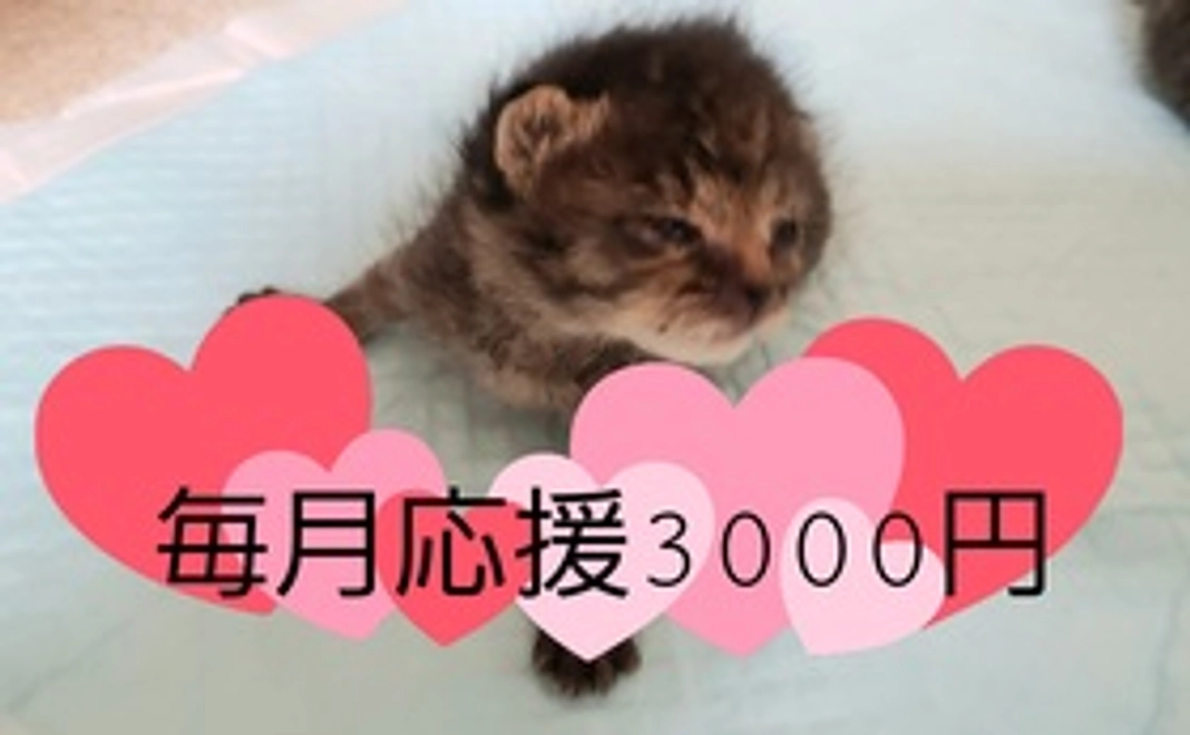 毎月応援3000円コース