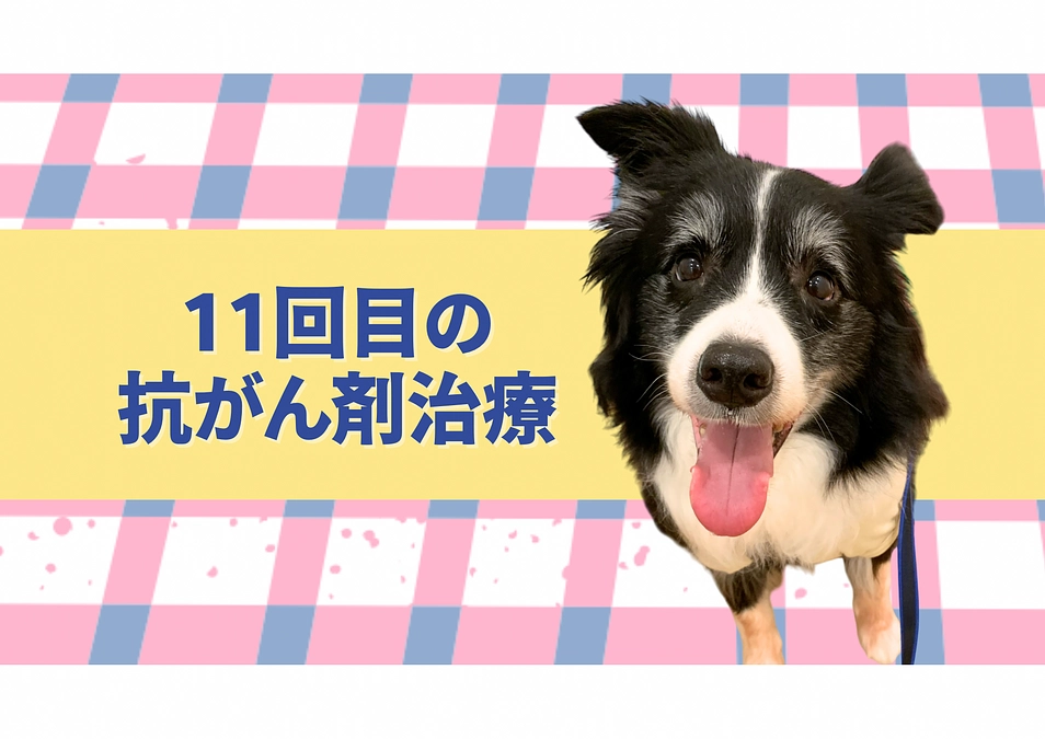  11回目の抗がん剤治療日。