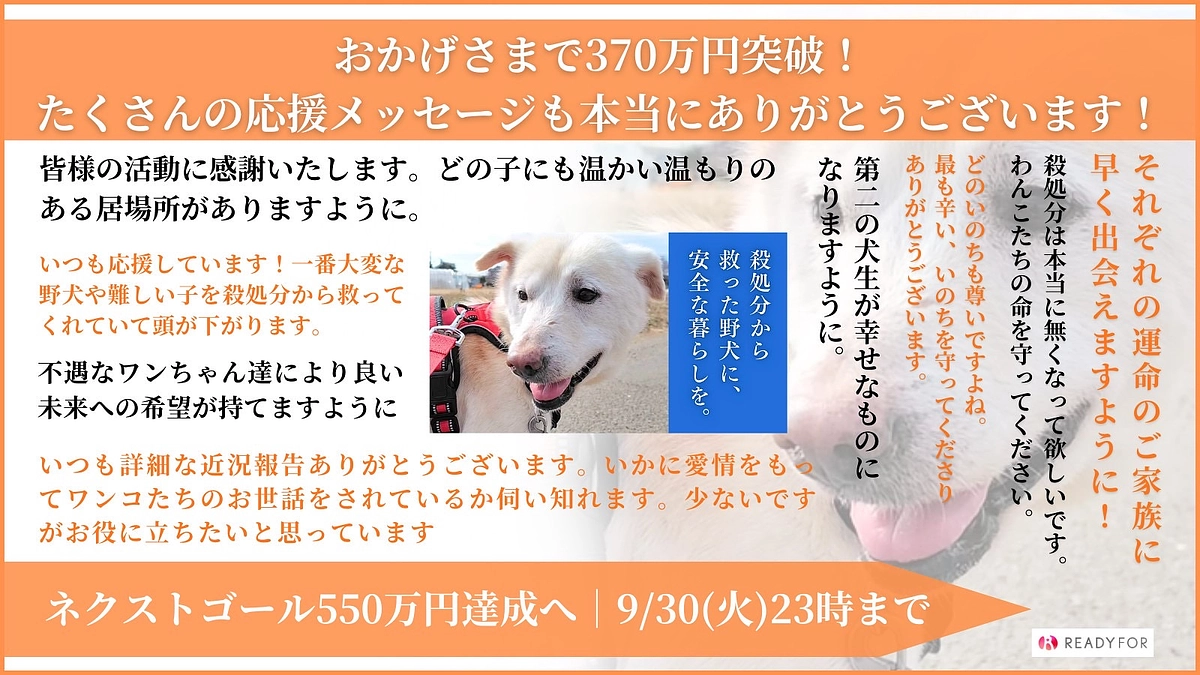 400万円まであと22万円。野犬はなぜ野犬なのか。