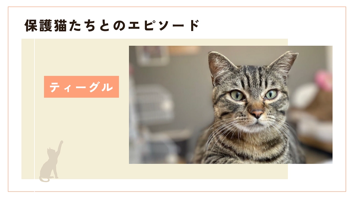2回も保護されてやっとお家で暮らす幸せをつかんだティーグル君のお話