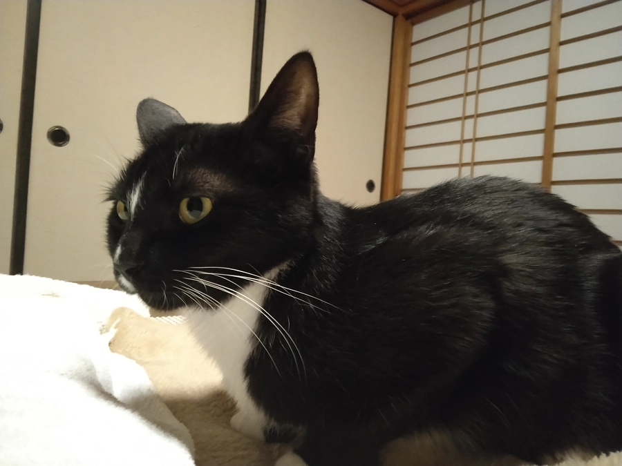 4/3はなちゃんの様子