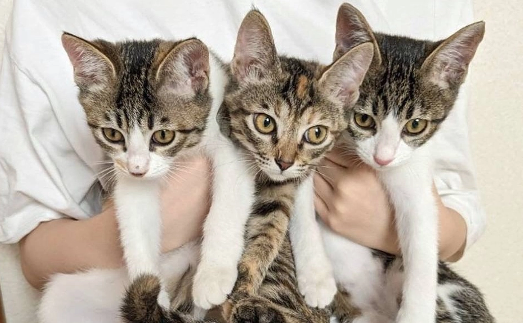 1000円　応援コース　（リターンなし）