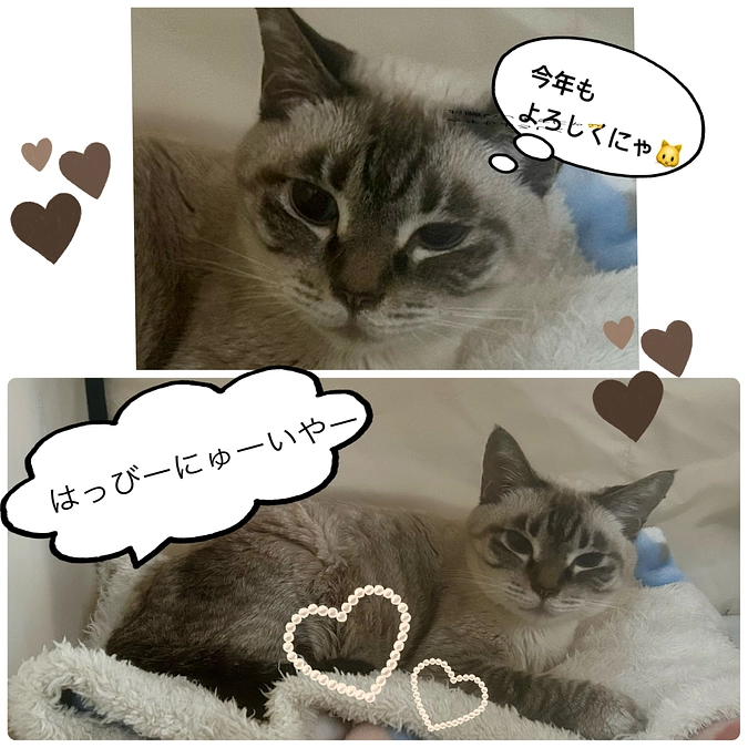 本年も宜しくお願い致します🐈‍⬛
