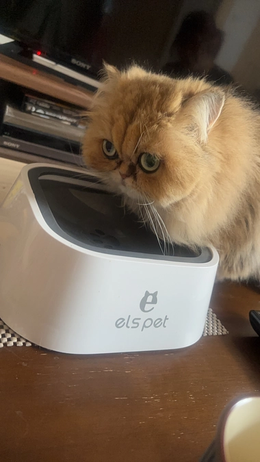 水飲み容器を変えました！