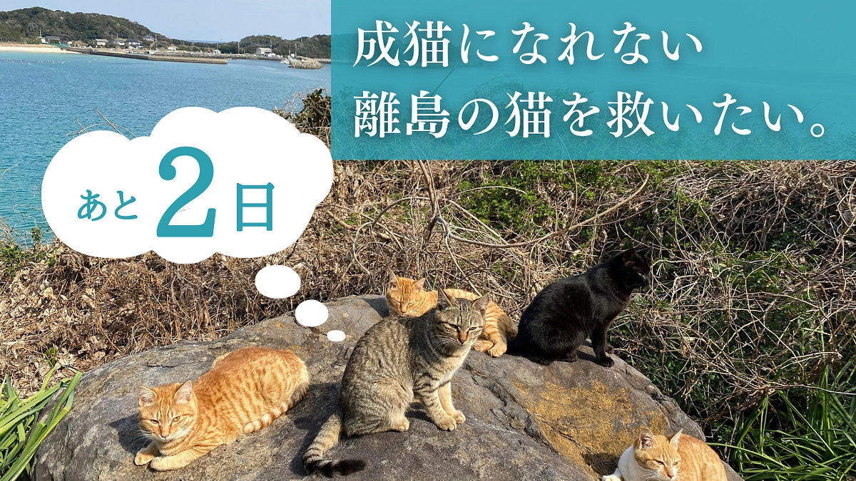 【あと2日】応援メッセージのご紹介