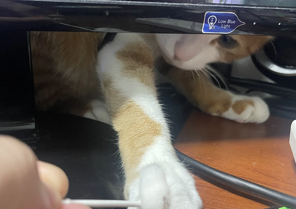 残り5日、かなり厳しい状態になりました…