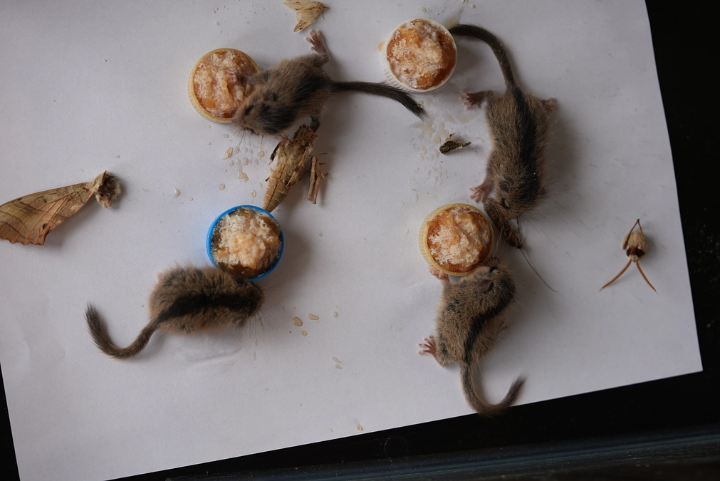 🌿ヤマネ保育日誌⑤🌿