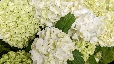 オーガニックスタイル のトップ画像