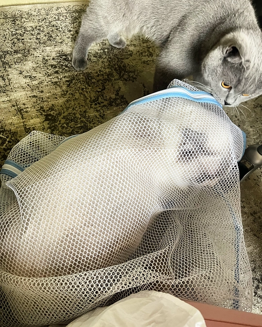 今日はしらすさんの病院へ