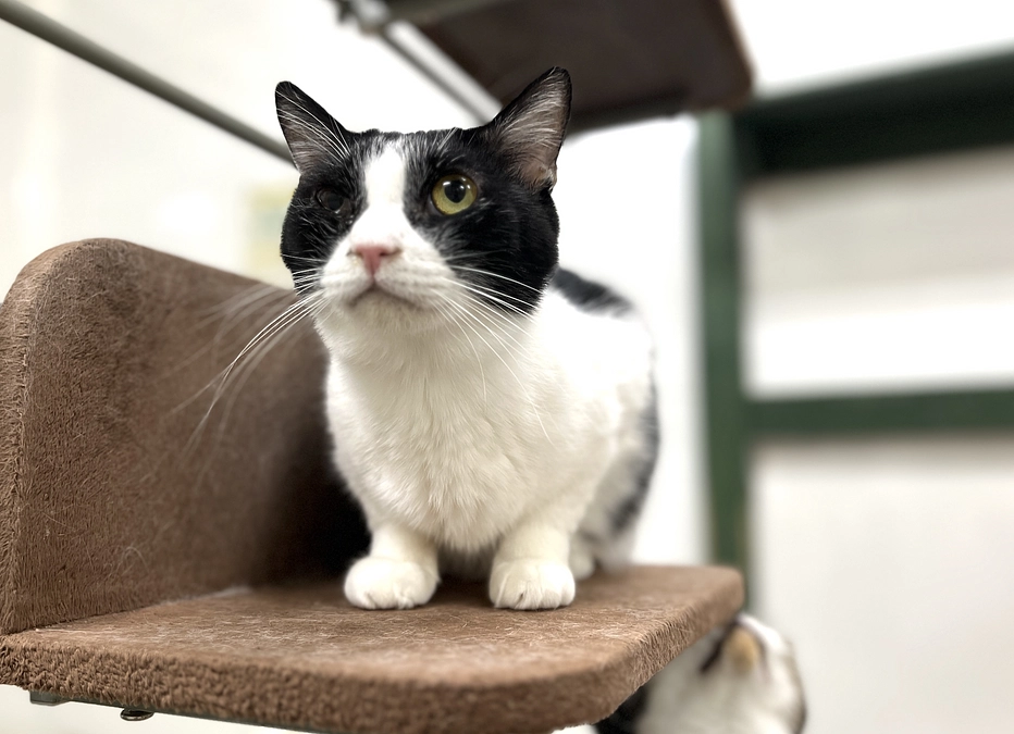 猫カフェ定休日もフル稼働！