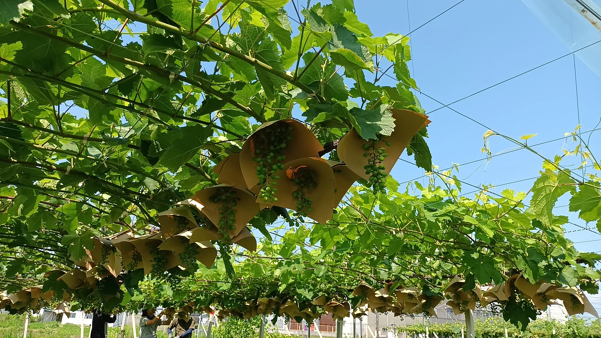 甲州ブドウの笠掛け作業を学生と実施しました！
