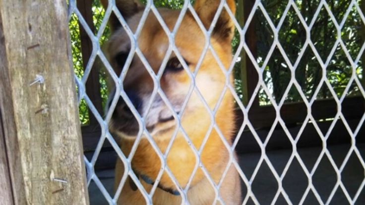 無添加手作りおやつの販売で、保護犬・保護猫たちに希望を！