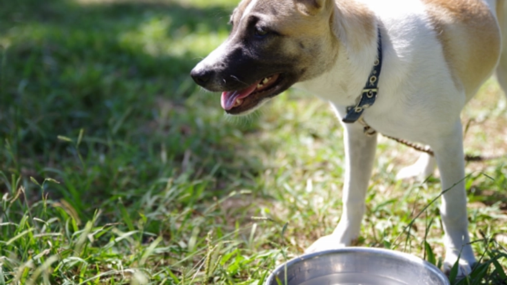 行き場をなくした犬・猫を守るために。保護施設に水道設備を!