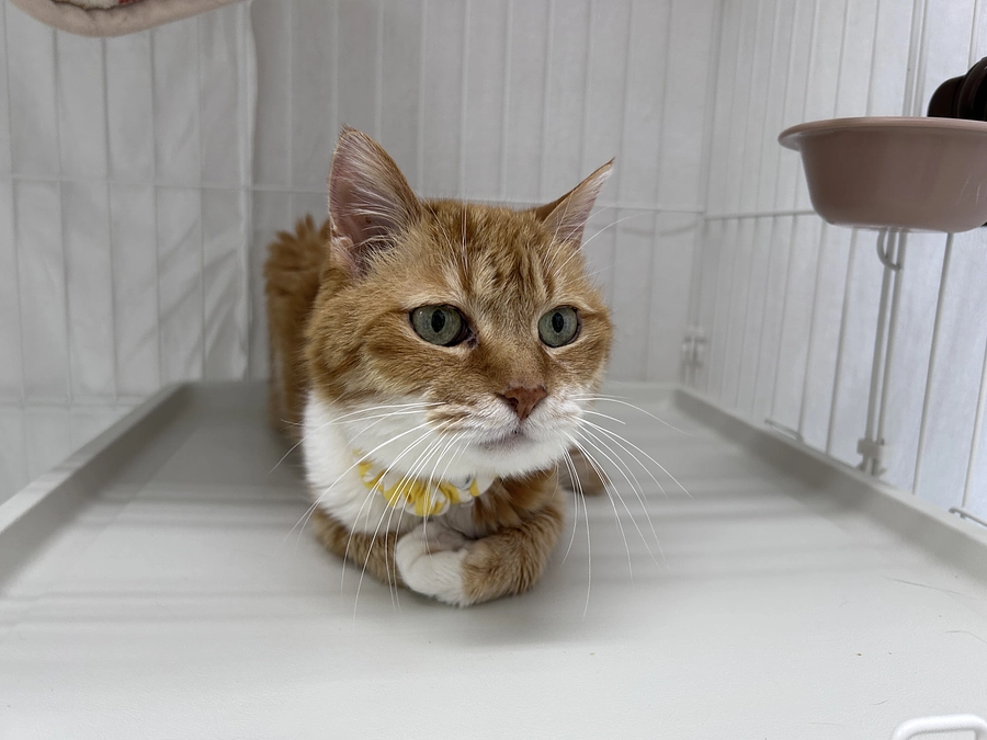 今月の活動報告