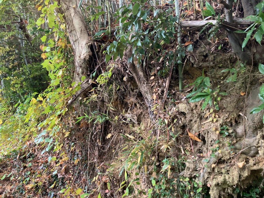 北側の法面の様子です。