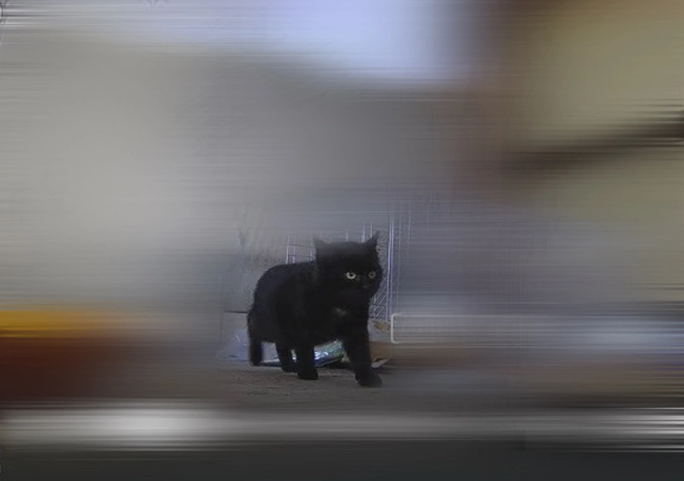 今日保護します!!!!!