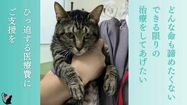 1匹でも多くの猫に幸せな暮らしを届ける医療費｜殺処分数0の愛媛へ！ のトップ画像