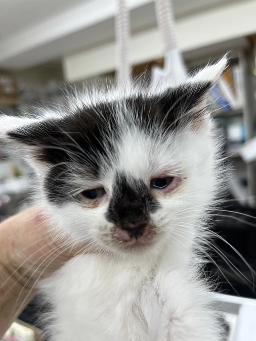 お詫びとご報告