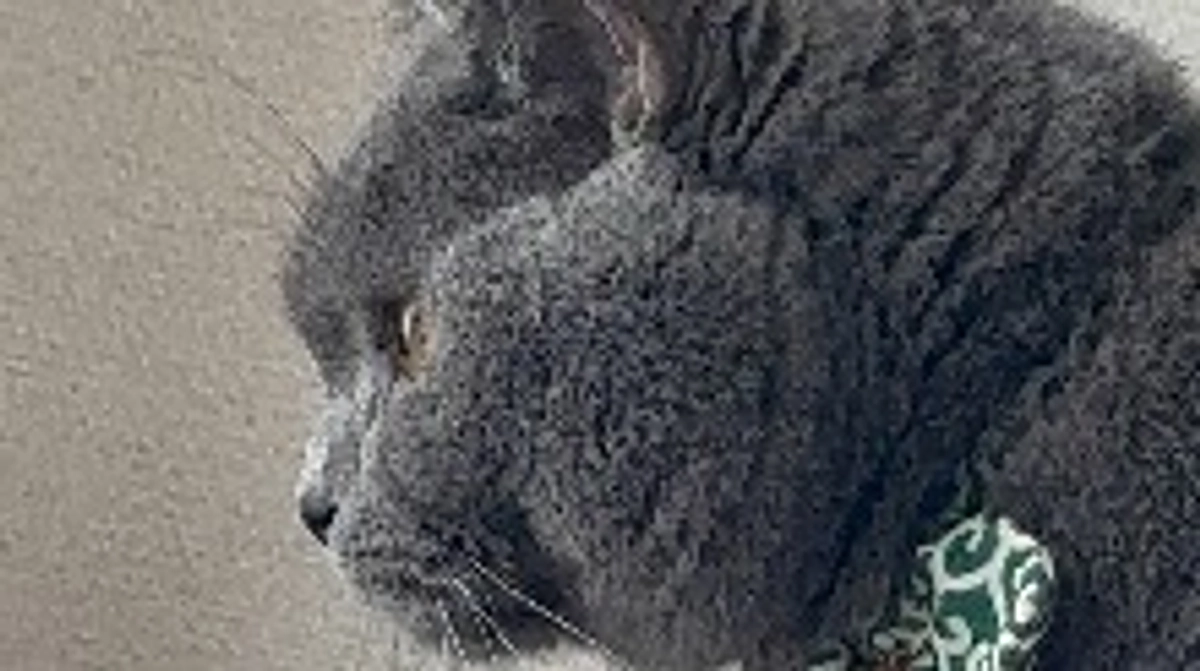 高額な未承認薬を投薬する理由