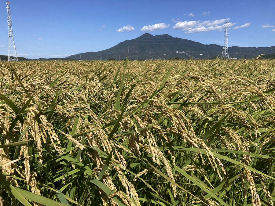 黄金色になってきました、二十四節気 秋分、七十二候 水始涸(みずはじめてかるる)。