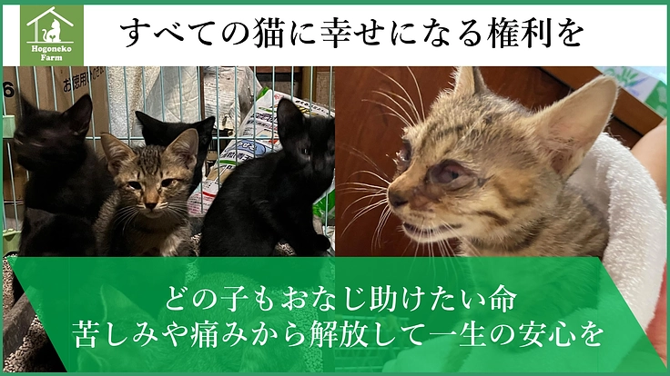 更なる命をレスキューするべく、保護猫シェルターの建設にご支援を！