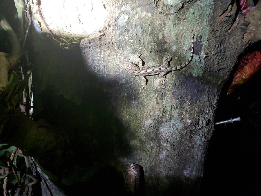 担当動物紹介～その２～