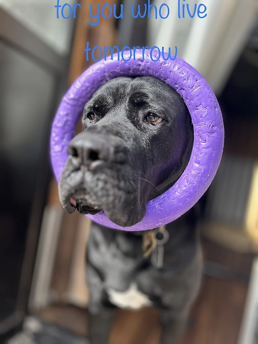 今現在いる看取りボランティアのご紹介@次郎ラモ