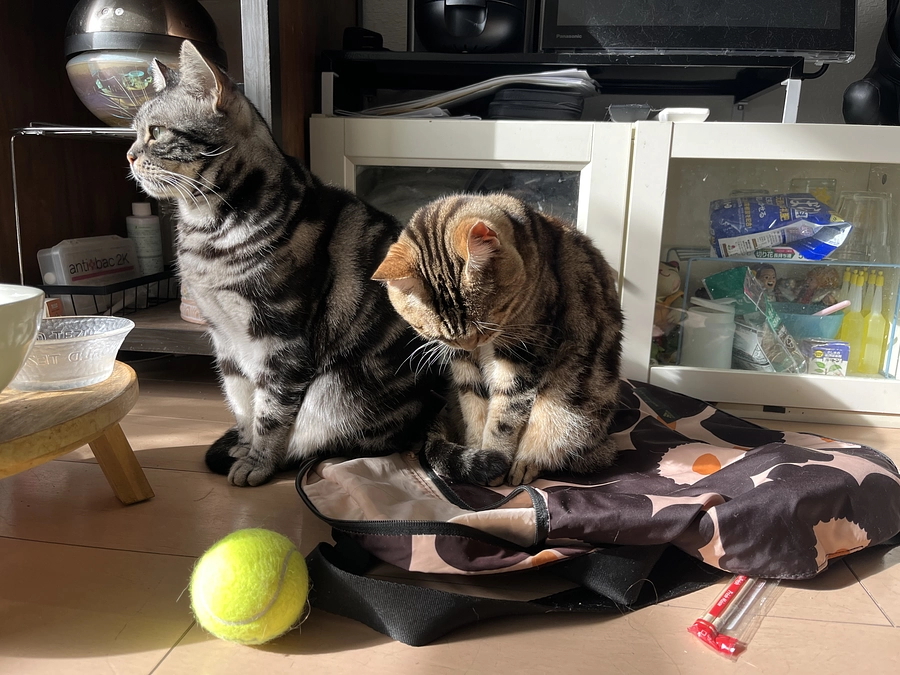 あと5日です、保護猫mocoを助けて下さい