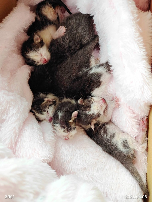 出血が止まらず、弱りきった5匹の乳飲み子たちのお話