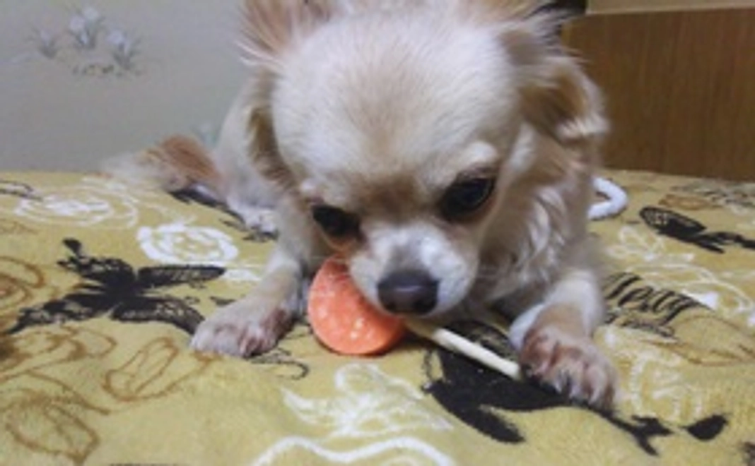 《ルナ応援》1,000円  リターン不要