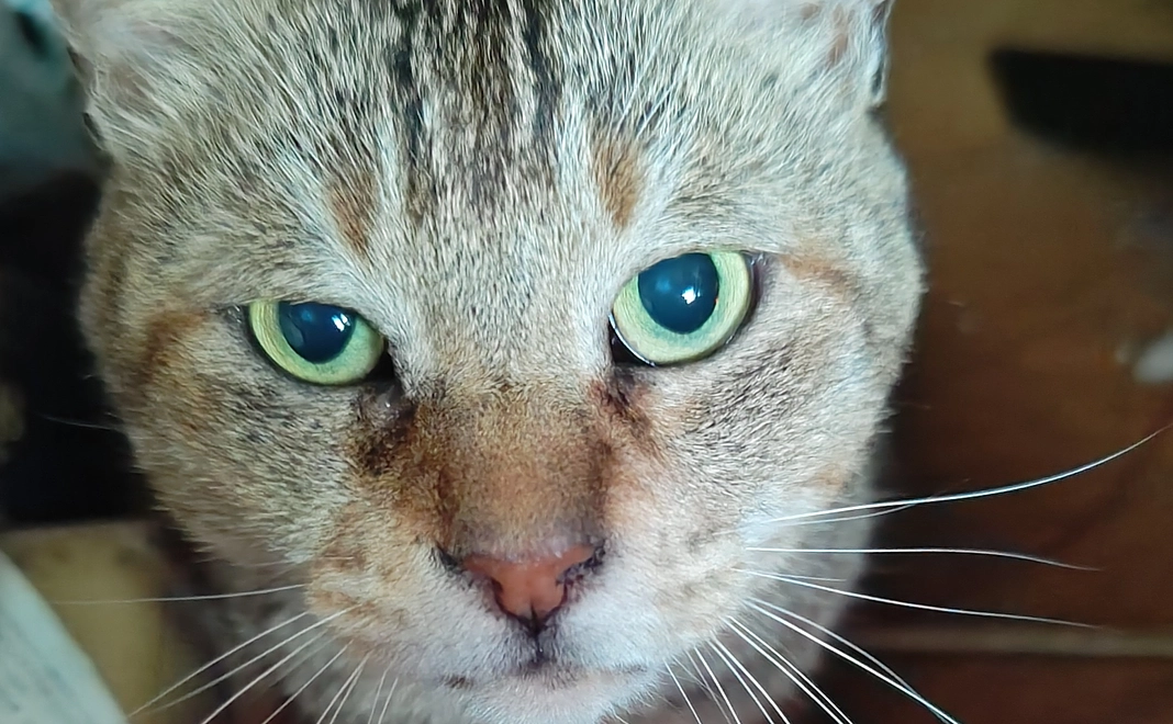 オリジナルシングル・コンパクト盤・LPその1の配布メールをお届けいたします。