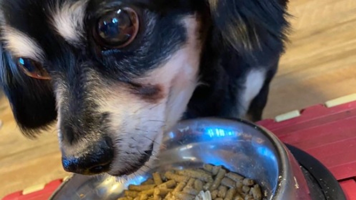 活動報告⑰｜クロくんが「やわらか煮」「手焼きせんべい」を食べてみた！