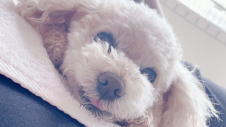 【チョコを助けてください】気管虚脱の手術費用のご支援をお願いします