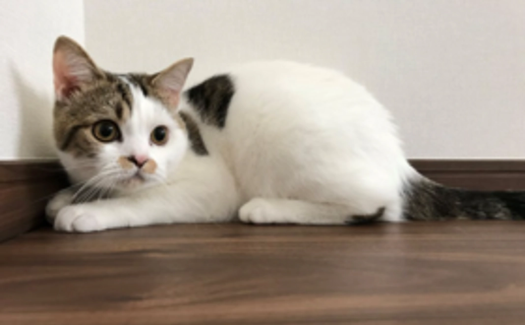 ぽてとを応援！フォト