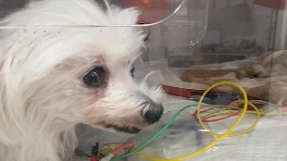 ももこの様子と数値 10/24 術後２日目