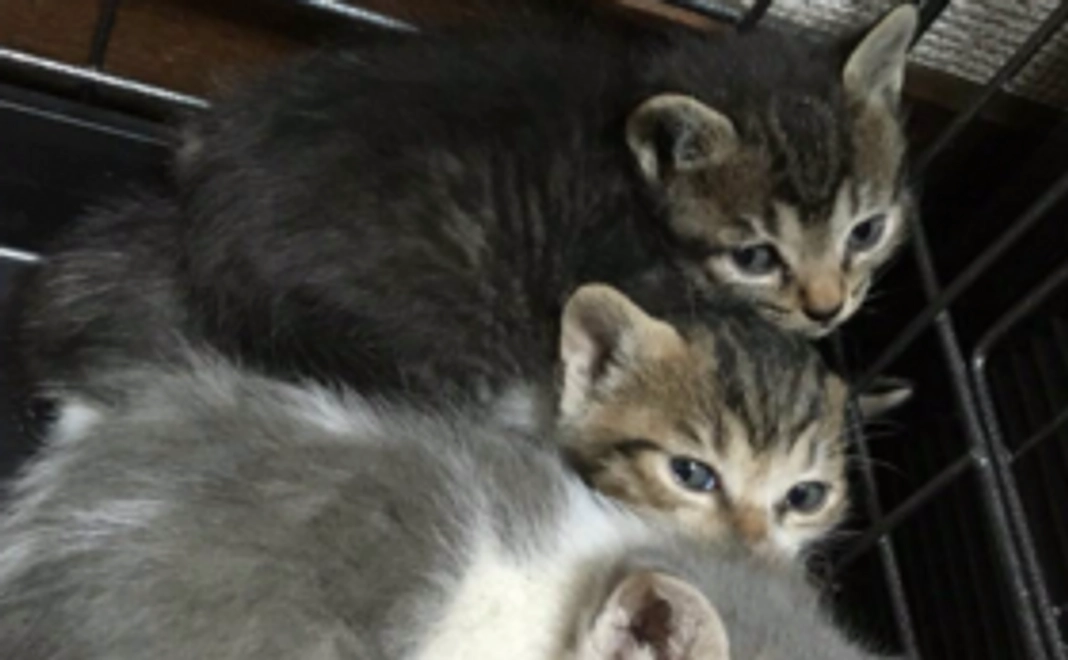 TNR時に必ず行うノミ取り代をまかなうことができます