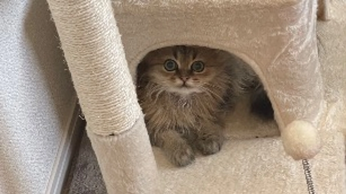 今日のむぎの様子